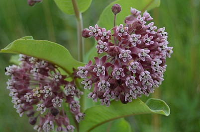Common milkweed (Asclepias syriaca) (J. Finch) 